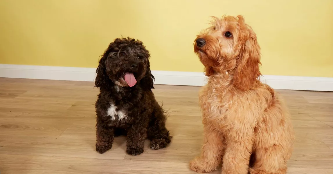 Cockapoo puppy hot sale to adult